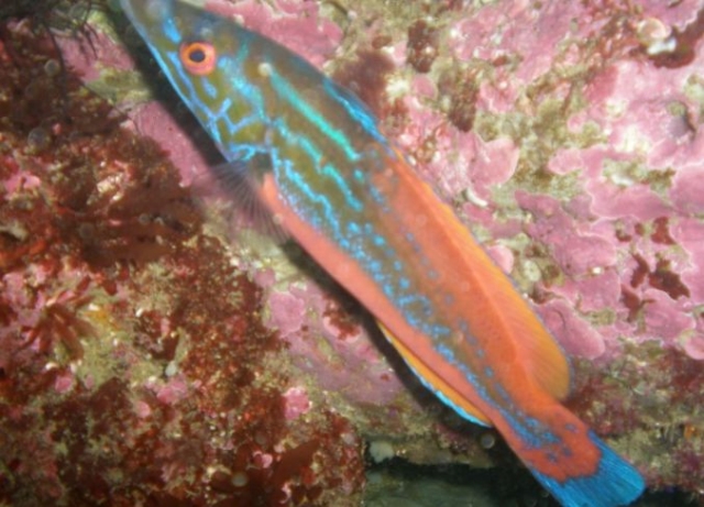  Curso de reconocimiento de especies submarinas